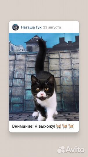 Британские котята