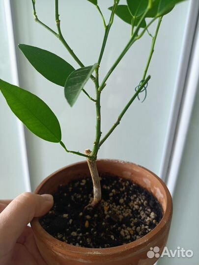 Цитрус Кукле