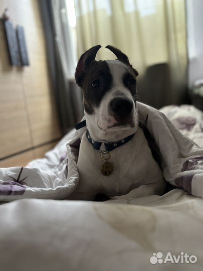 Щенки стаффорда