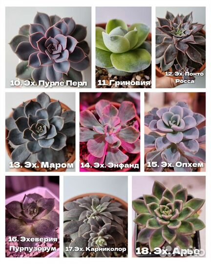 Эхеверии крупные