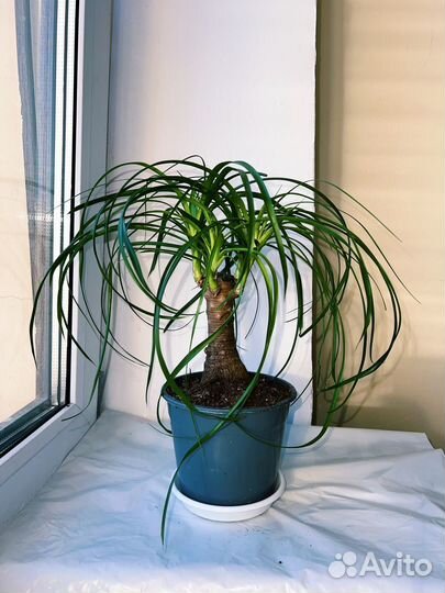 Бутылочное дерево нолина Бокарнея