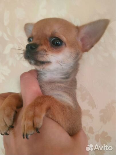 Щенки чихуахуа