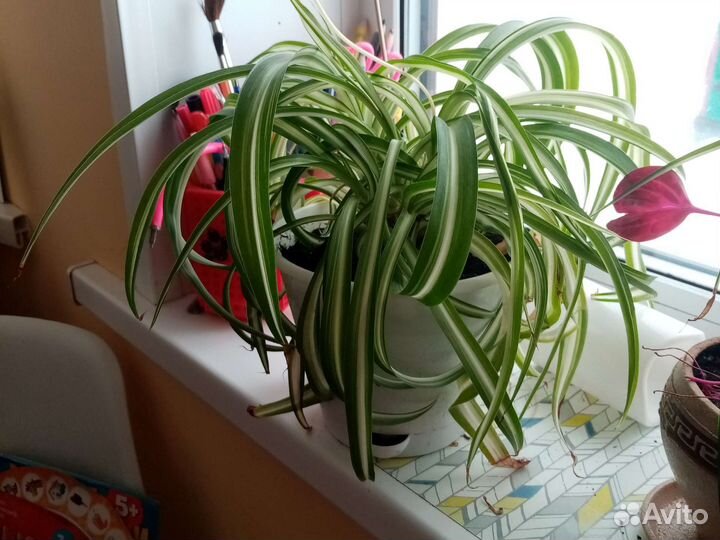 Хлорофитум кучерявый