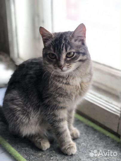 Малышка Кнопочка ищет семью