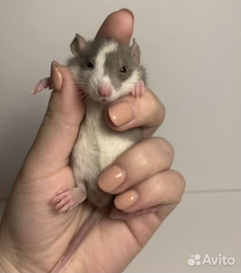 Крысята Крыса Декоративная крыса Крысенок