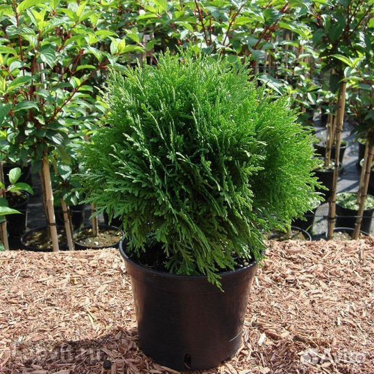 Туя Глобоза