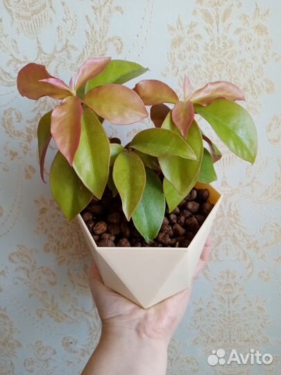 Кактус листовой Перексия