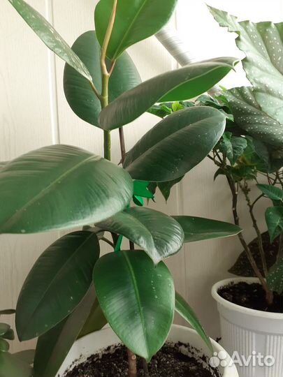 Замиокулькас