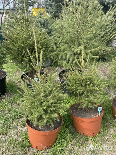 Ель Европейская