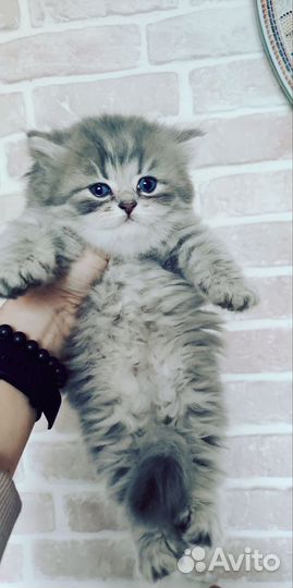 Британский длинношерстный котенок