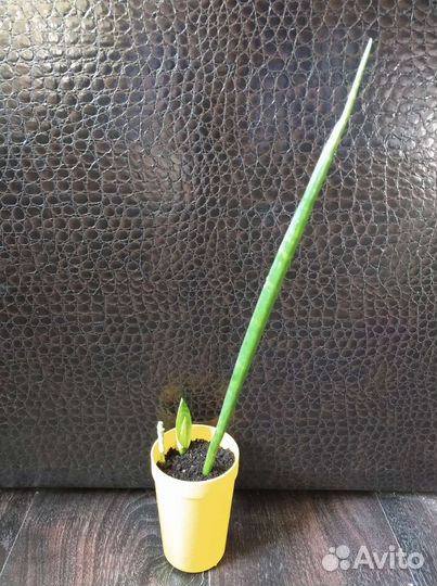 Сансевиерия Парва