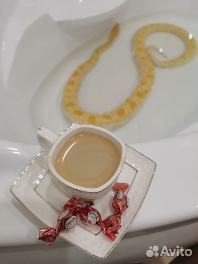 Аренда змей для фотосессий