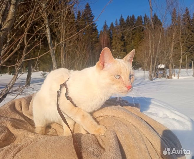 Кот подросток редпоинт