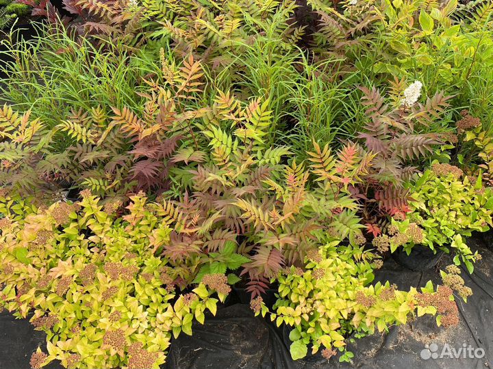 Гортензии и другие кустарники