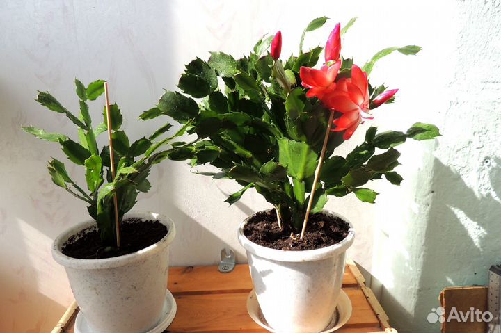 Декабрист белый, карминный