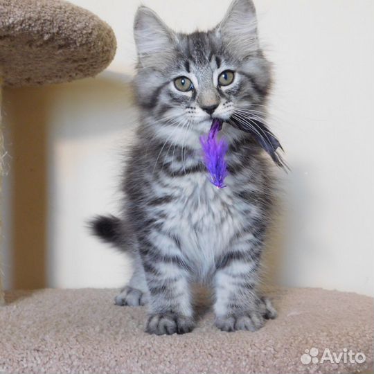 Котята норвежская лесная