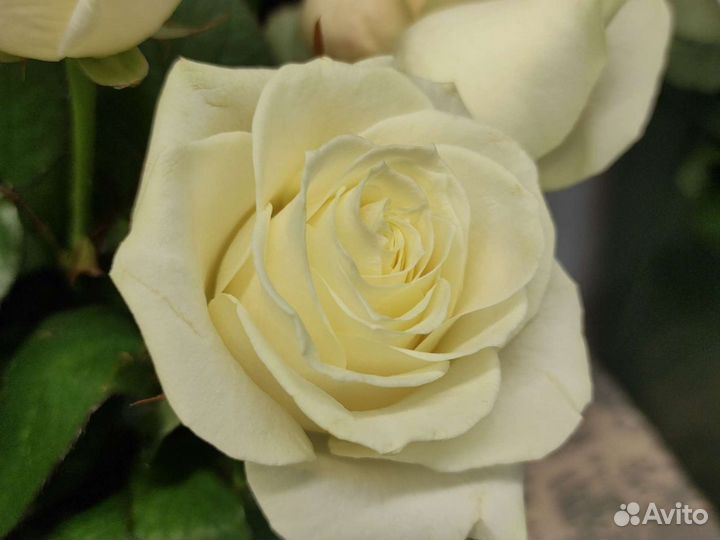 Розы доставка Заказать букет на дом