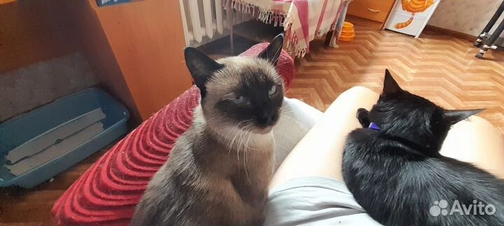 Кошка в дар бесплатно