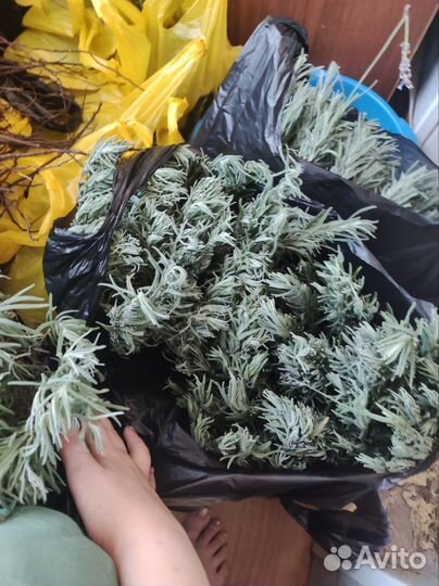 Лаванда саженцы