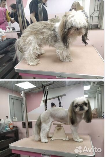 Стрижка собак бесплатно