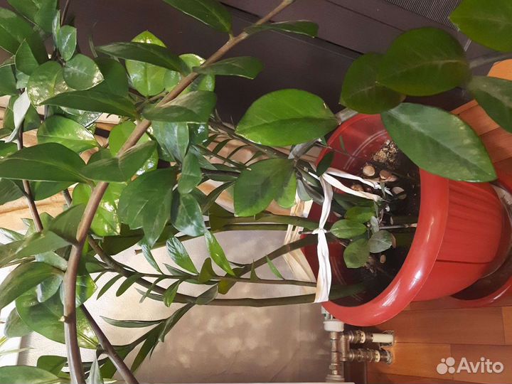 Замиокулькас