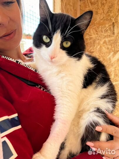 Кот из приюта в поисках дома