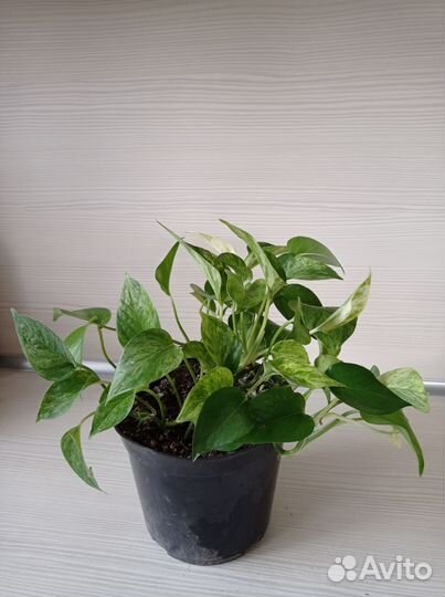 Сциндапсус