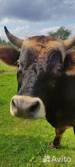 Джерсейский бык