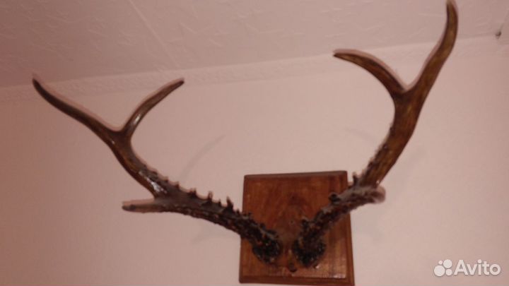 Продам рога Косули