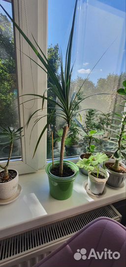 Пальма драцена