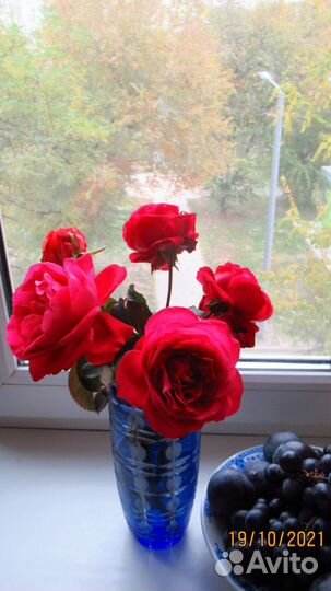 Роза. Красная. Купить цветы