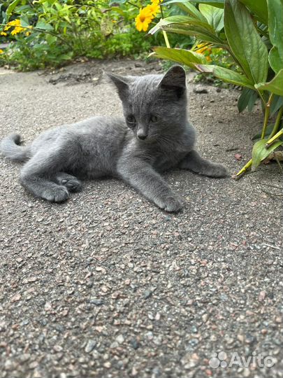 Котенок в дар бесплатно