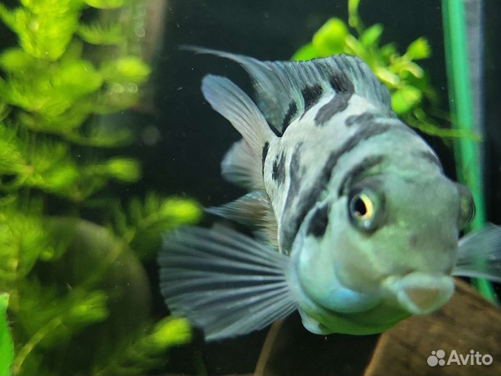 Сапфировые попугаи