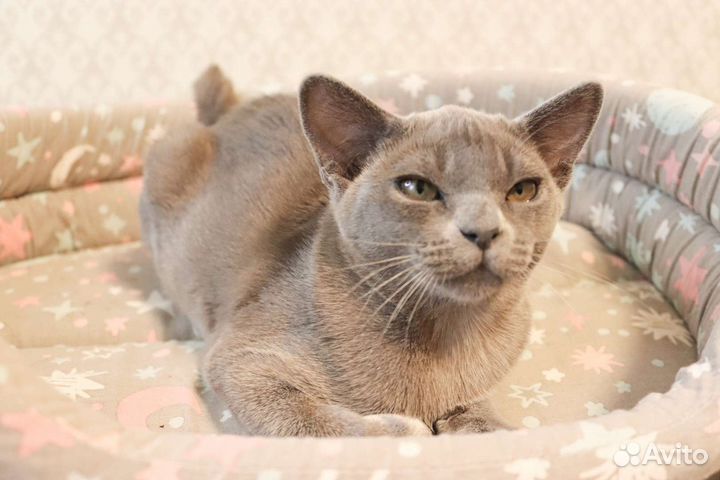 Бурманские котята питомник
