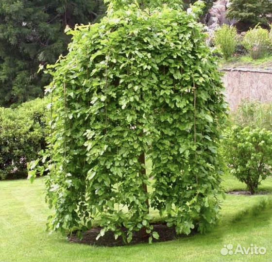 Деревья на штамбе