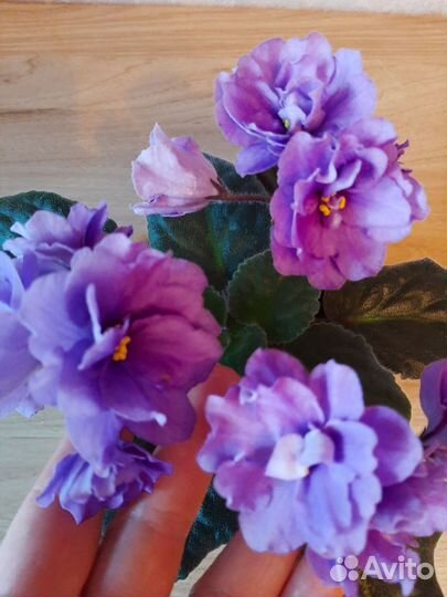 Фиалки(детки) Лик-Лавандовый Полдень