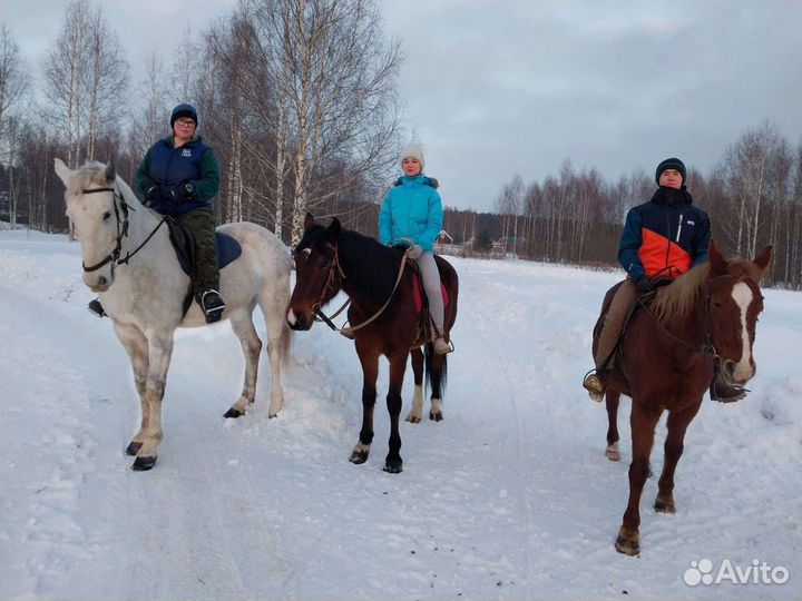 Прокат лошадей, экскурсии на конюшню, фотосессии