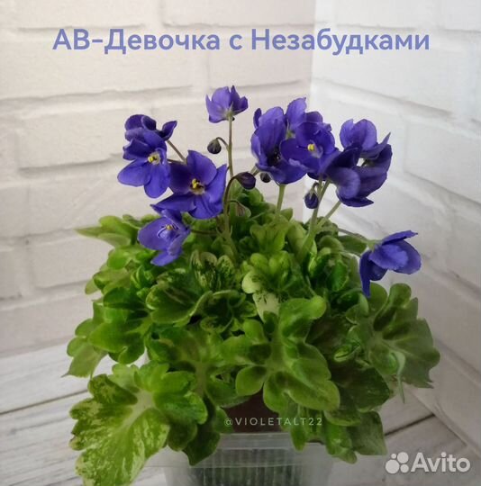 Сортовые фиалки мини