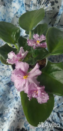 Фиалки разные