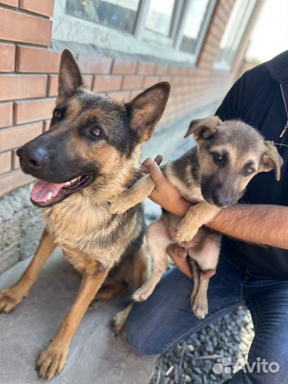 Лучший друг