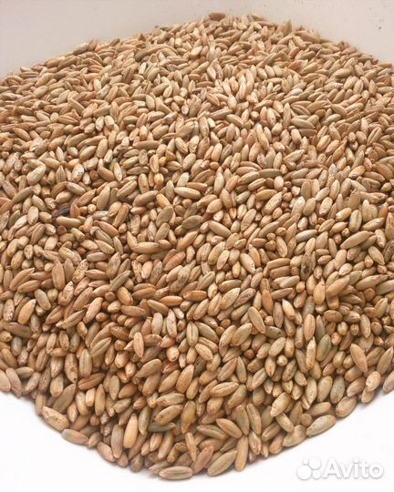 Продам рожь