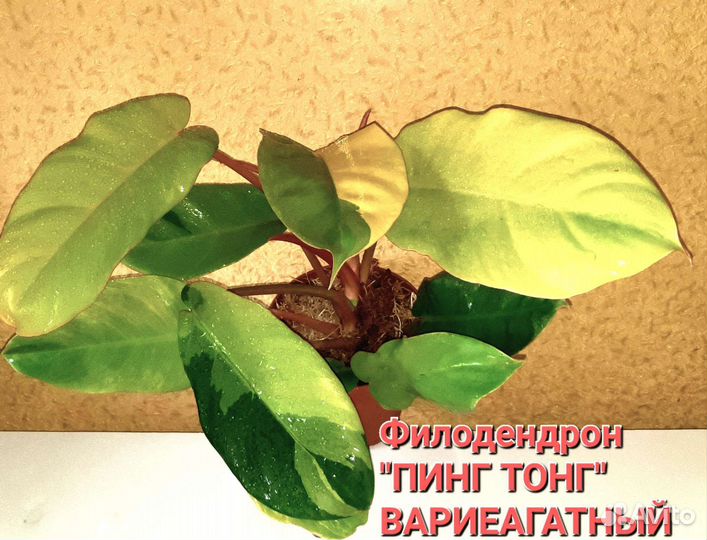 Филодендрон пинг тонг вар