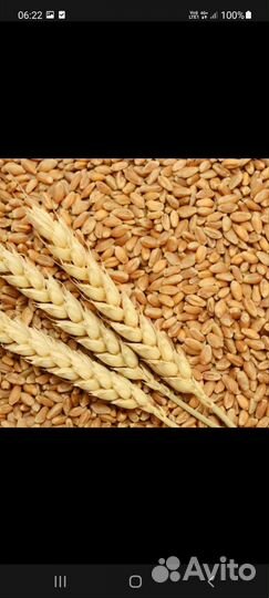 Зерно ячмень продажа