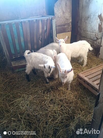 Зааненские козы и козлята