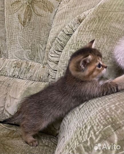 Котята - львята