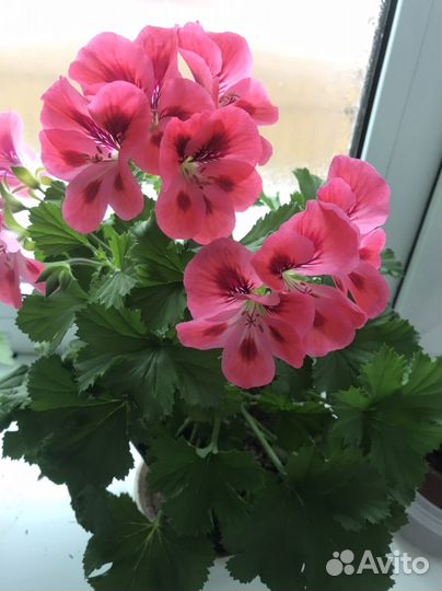 Пеларгонии, фикусы