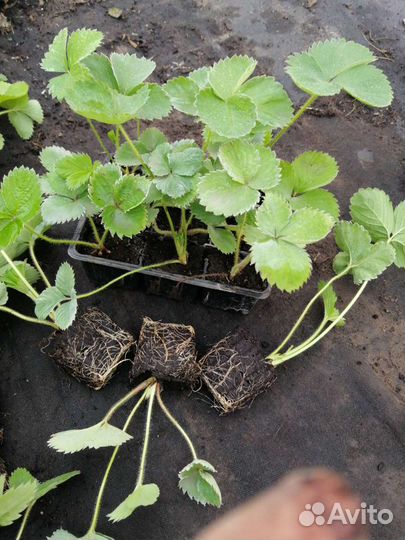 Рассада клубники. Саженцы голубики