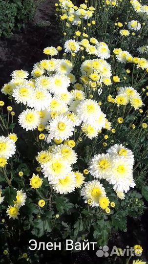 Хризантема подрощенные черенки