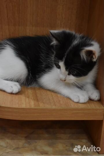 Котенок