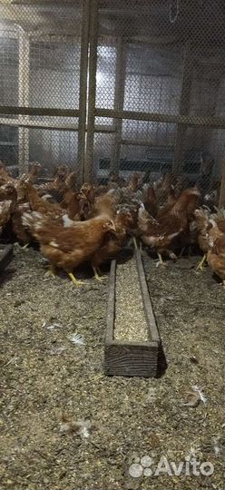 Куры молодки, петухи